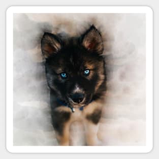 Blue eyes husky puppy Sticker